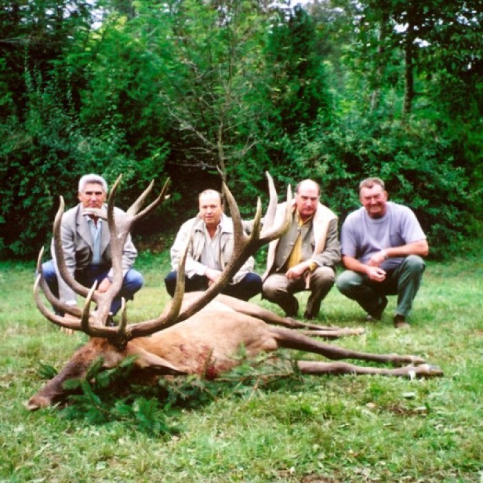 Red deer stag