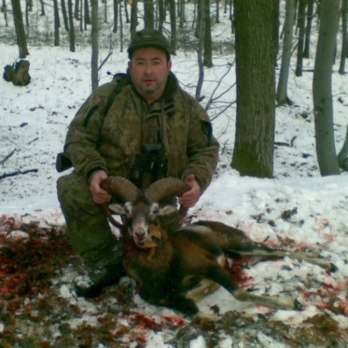 Mouflon ram